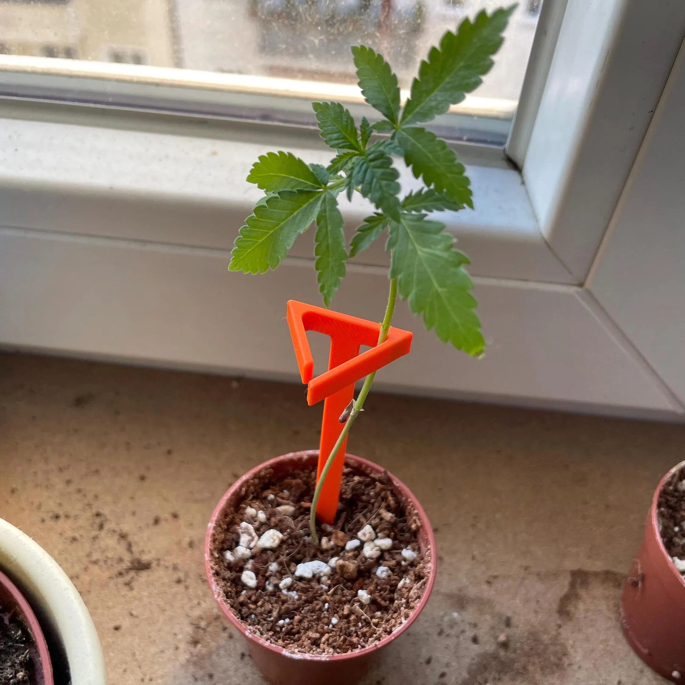 Clone/Cutting Holder